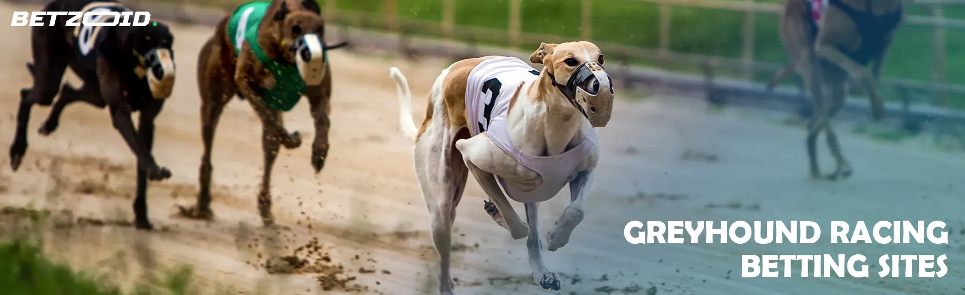Dogs during dog races.