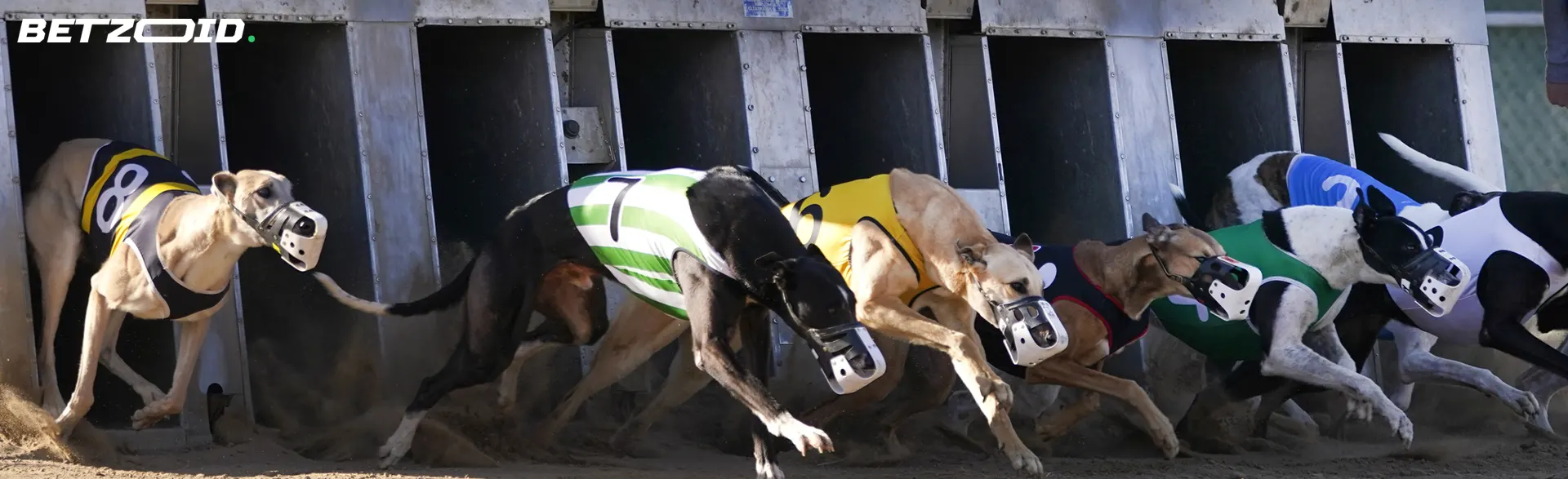 Dogs during dog racing.