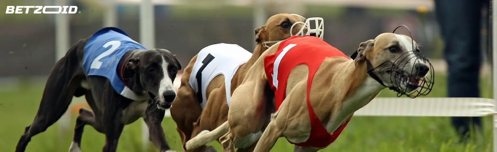 Dogs during dog racing.